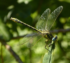 Gomphus simillimus