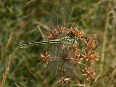 Gomphus simillimus