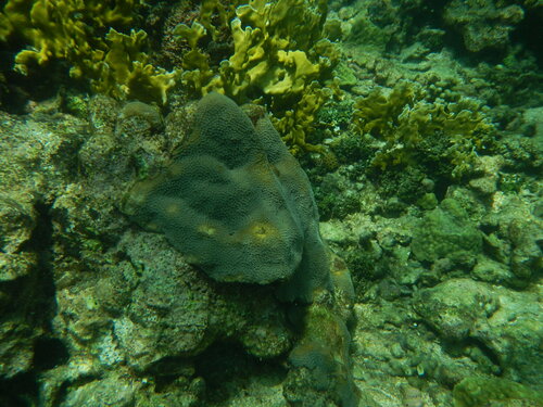 Mountainous Star Coral