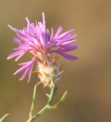 Centaurea caspia