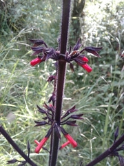 Salvia rubescens