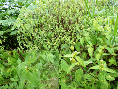 Blainvillea gayana