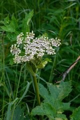 Heracleum maximum