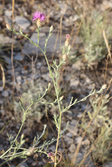Centaurea caspia