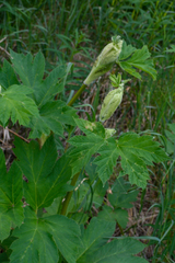 Heracleum maximum