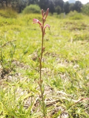 Oenothera hexandra