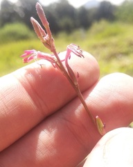 Oenothera hexandra