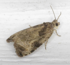 Olethreutes connectum