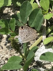 Hemiargus ceraunus