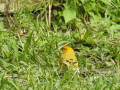 Sicalis flaveola