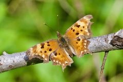 Polygonia oreas