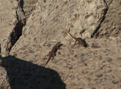 Sceloporus edbelli