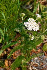 Achillea millefolium