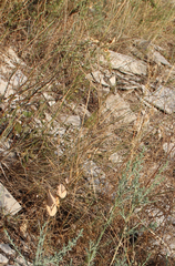 Conringia planisiliqua