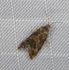 Grapholita prunivora