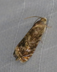Grapholita prunivora