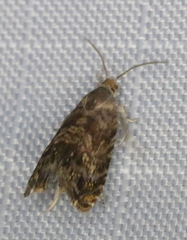 Grapholita prunivora