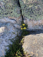 Solidago leiocarpa