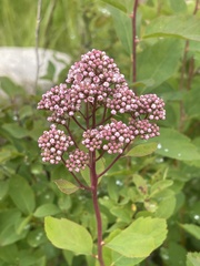 Spiraea × pyramidata