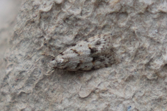 Symmoca signatella