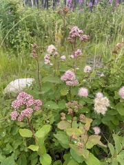 Spiraea × pyramidata