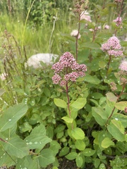 Spiraea × pyramidata