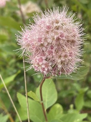 Spiraea × pyramidata