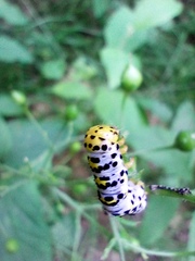 Cucullia scrophulariae