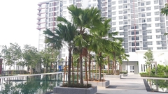 Saribus rotundifolius