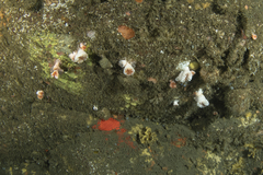 Desmophyllum dianthus