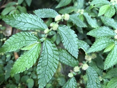 Elatostema parvum