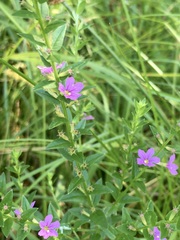 Lythrum alatum alatum