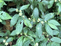 Elatostema parvum