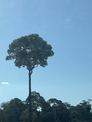 Bertholletia excelsa