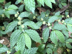 Elatostema parvum