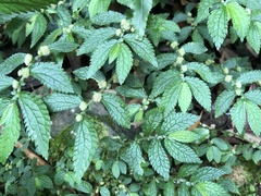 Elatostema parvum