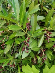 Prunus