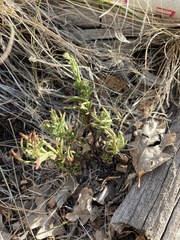 Penstemon linarioides