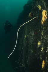 Primnoella chilensis