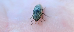Yakuhananomia bidentata