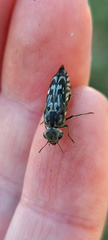Yakuhananomia bidentata