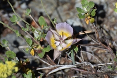 Calochortus persistens