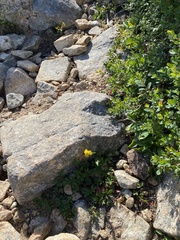 Solidago leiocarpa