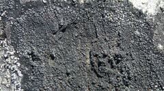 Orphniospora moriopsis