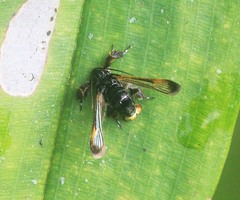 Tyrictaca yoshiyasui