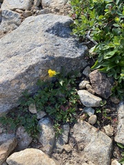 Solidago leiocarpa