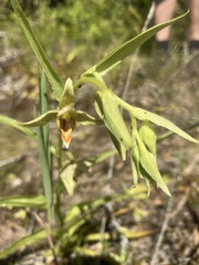 Epipactis gigantea