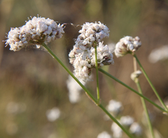 Gypsophila capitata