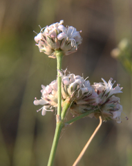 Gypsophila capitata