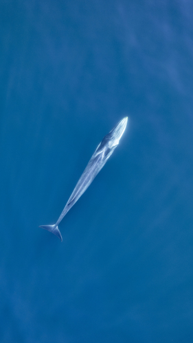 Photo of Fin whale (Balaenoptera physalus)